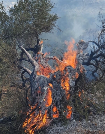 سوف يستغرق المر عقود ": تم حرق حوالي 210،000 شجرة في وعر تشرشل وجبل ديبوراه"
